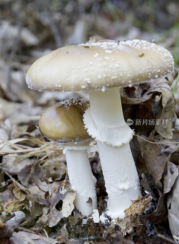 黑豹帽蘑菇(Amanita pantherina)